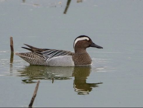 Garganey